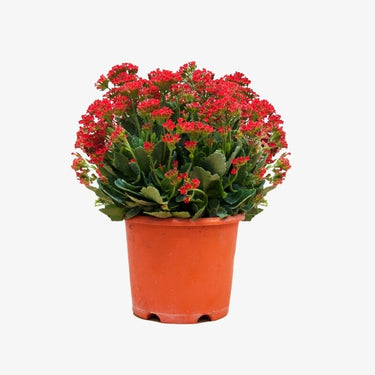 Kalanchoe Plant,Madagascar Widow’s Thrill, Christmas Kalanchoe, Indoor Kalanchoe, Buy Kalanchoe Online